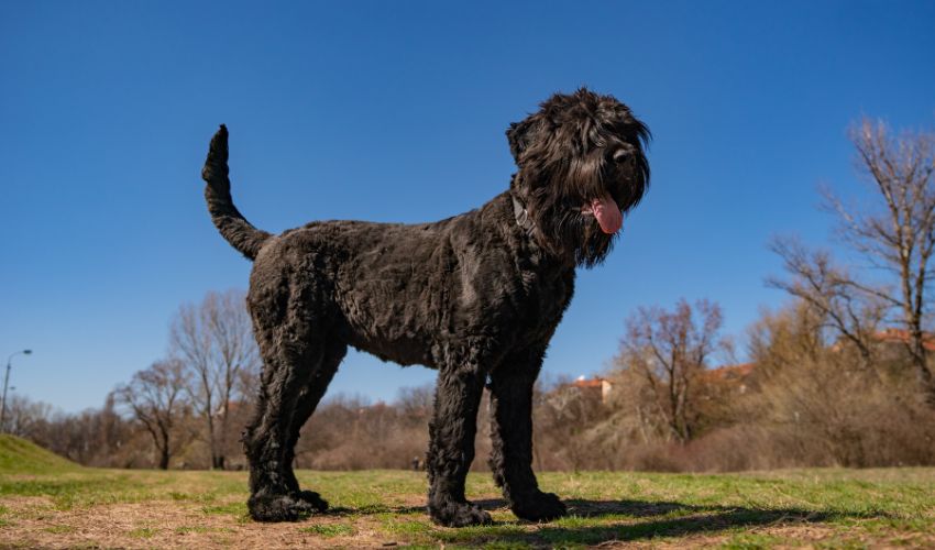 The Ultimate Feeding Guide for Appenzeller Sennenhunds: Dos and Don’ts for a Healthy Diet